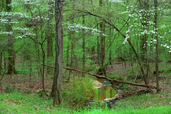 Natchez ślad — Zdjęcie stockowe