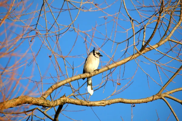 Blue Jay Bird — Stock fotografie