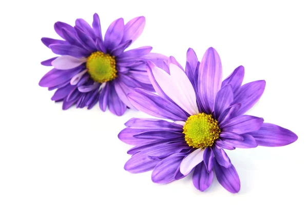 Purple Daisy flowers — Stock Photo, Image