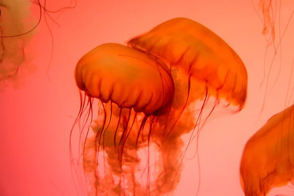 Close up shot of Jelly fish Stock Picture