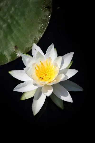 Water Lily — Stock Photo, Image