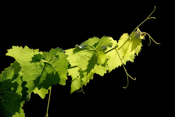 Grape vine on black background — Stock Photo, Image