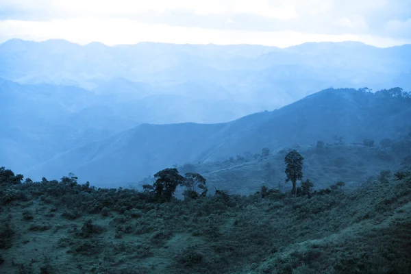 Brazil rain forest — Stock Photo, Image