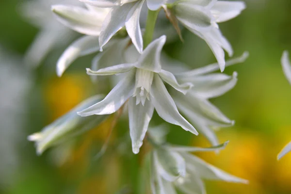 Volailles blanches de printemps — Photo