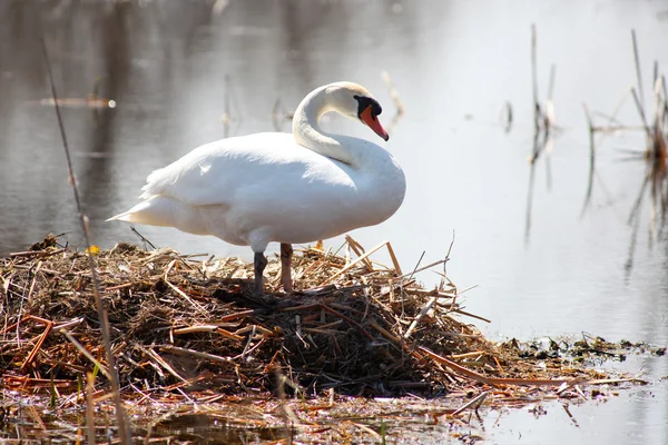 Cisne — Fotografia de Stock