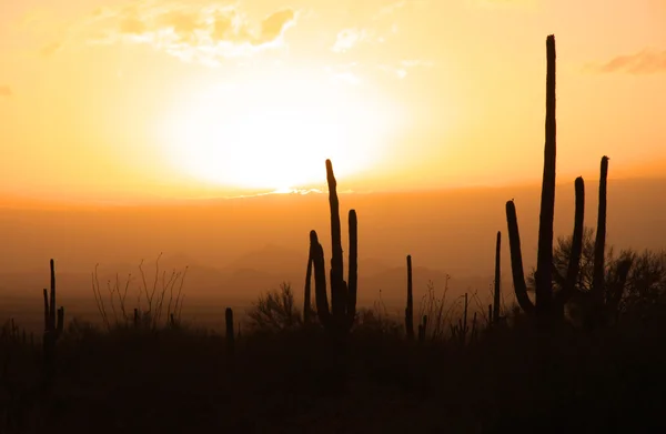 Kaktus Saguaroベンケイ サボテン — ストック写真