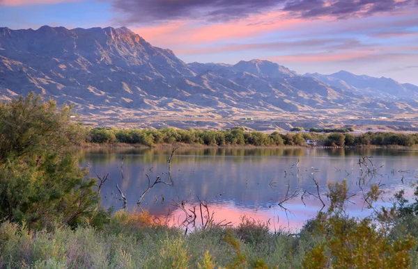 Lago de ganso — Fotografia de Stock