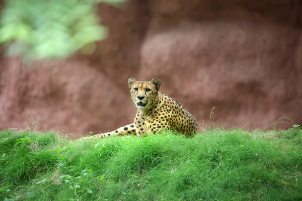 Gepard afrykański — Zdjęcie stockowe