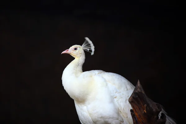 Vit påfågel — Stockfoto