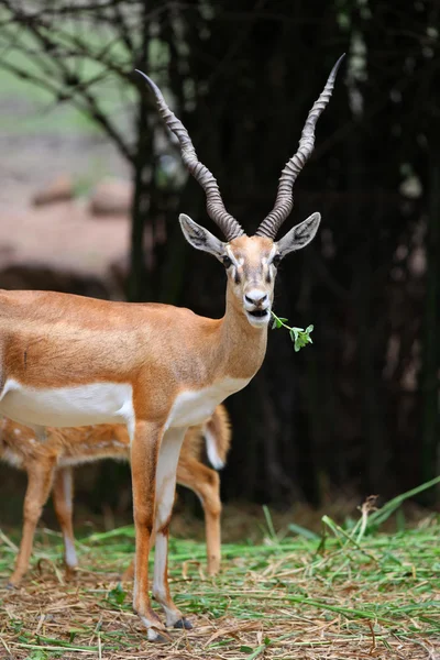 Indio negro buck — Foto de Stock