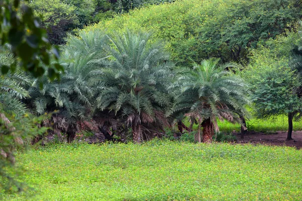 Paisaje tropical — Foto de Stock