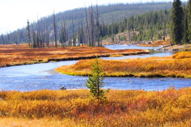 Yellowstone Nehri