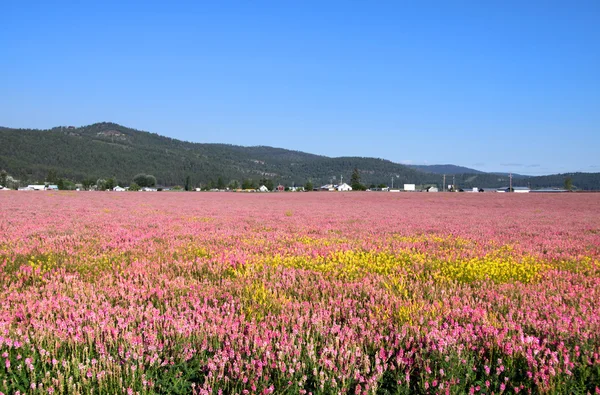 Rózsaszín és sárga virágos mezők — Stock Fotó