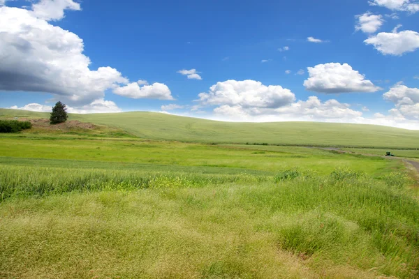 Катящиеся пшеничные поля — стоковое фото
