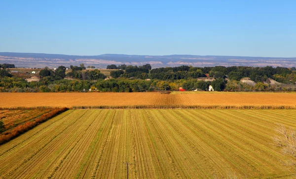 Campi di grano — Foto Stock