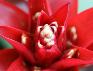 guzmania çiçek