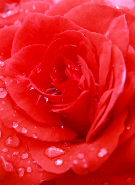 Rose flower background — Stock Photo, Image