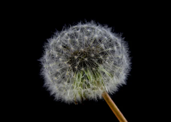 Karahindiba makro — Stok fotoğraf