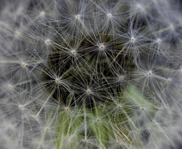 Macro dente-de-leão — Fotografia de Stock