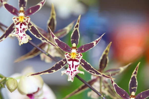 Fiori di orchidea viola — Foto Stock