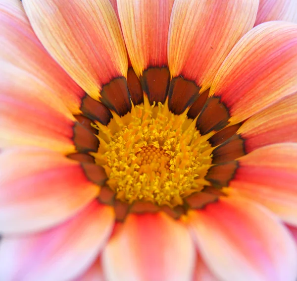 Gerber ดอกไม้ส่ง Gerber — ภาพถ่ายสต็อก