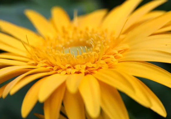 Flor de margarita amarilla — Foto de Stock