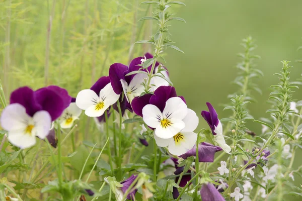 Tricolor de viola — Fotografia de Stock