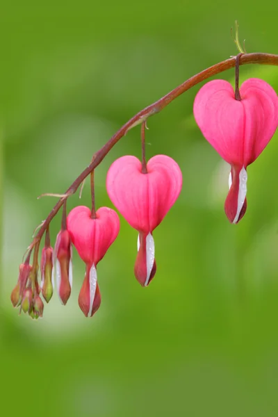 Bleeding hearts — Stock Photo, Image