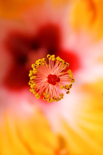 Hibisco — Fotografia de Stock