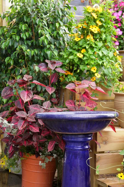 Plantas y macetas en Guardería — Foto de Stock