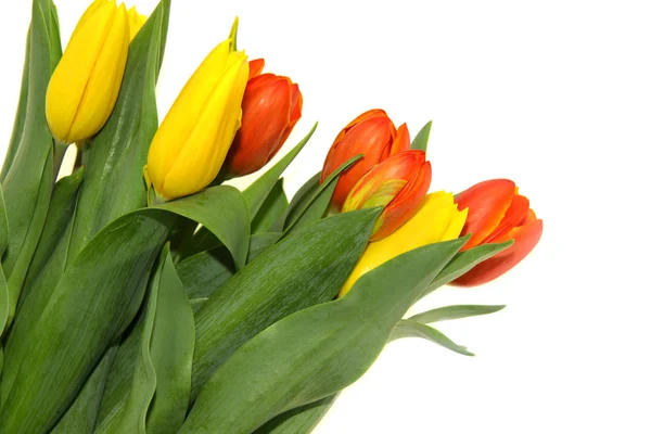 Tulip flowers — Stock Photo, Image