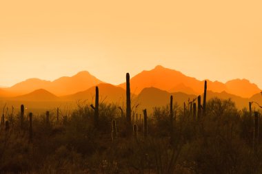 Saguaro Ulusal Parkı