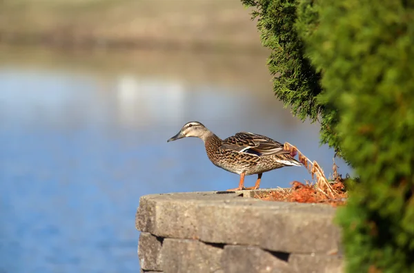 Gräsand vid sjön — Stockfoto