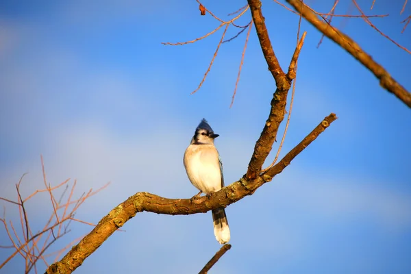 Blue jay ptak — Zdjęcie stockowe