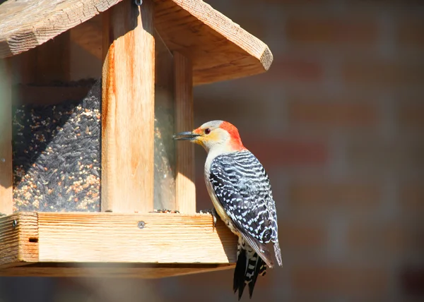 Woodpecker on bird feeder — Stock Photo, Image
