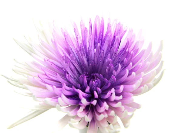 Purple flower — Stock Photo, Image