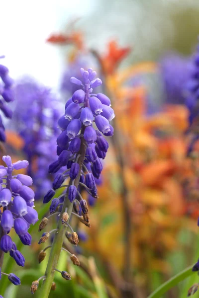 Flores de jacinto — Foto de Stock