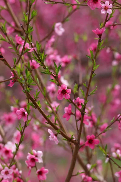Pink bloom — Stock Photo, Image