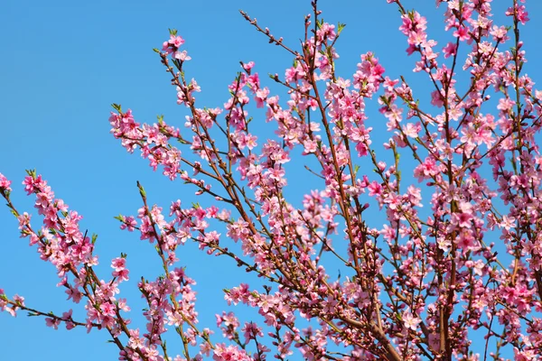 Zweige mit Frühlingsblüte — Stockfoto