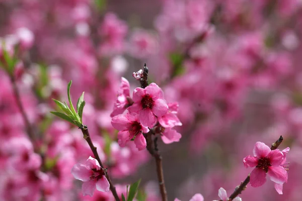 Spring bloom — Stock Photo, Image