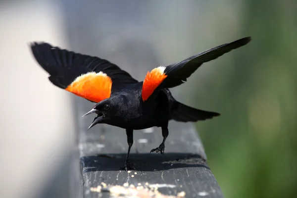 Uccello nero alato rosso — Foto Stock