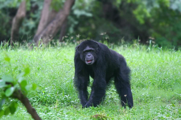 Gorilla im Wald — Stockfoto