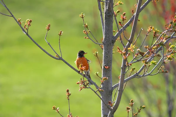 Robin bird — Stock Photo, Image