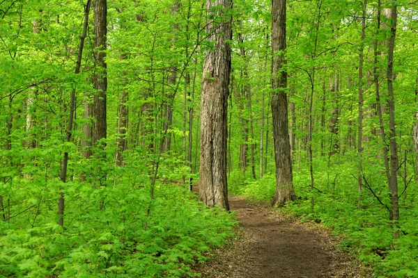 Lush green trees — Stock Photo, Image