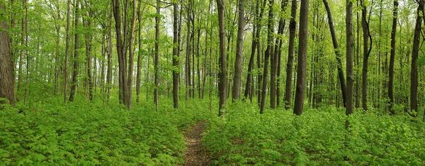 Bosque en primavera — Foto de Stock