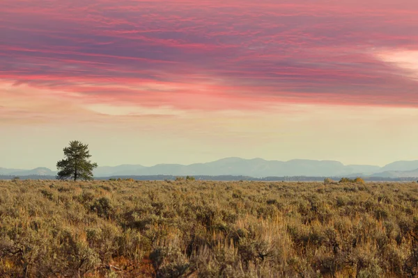 Prairies tek ağaç — Stok fotoğraf