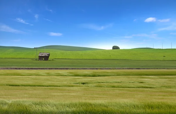 Wheat fields in Palouse,WA — Stock Photo, Image