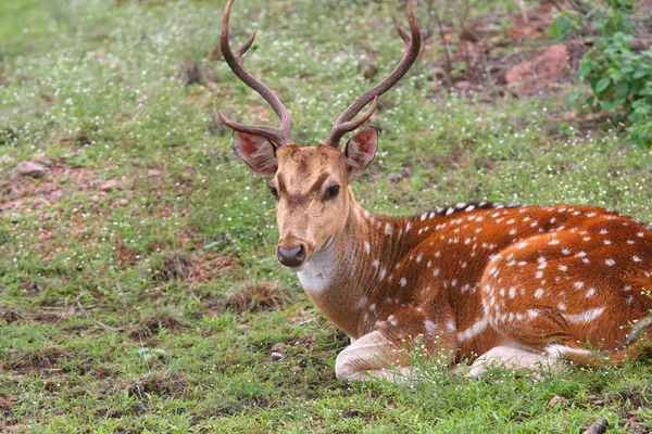 Spotted deer Royalty Free Stock Photos