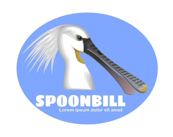 Spoonbill bird — Stock Photo, Image