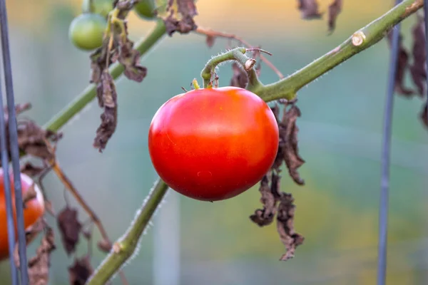 Fresh Red Ripen Tomato Plant Autumn Time — Stock Photo, Image